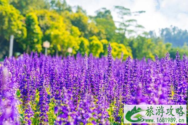 杭州五一赏花去哪里 五一推荐旅游景点