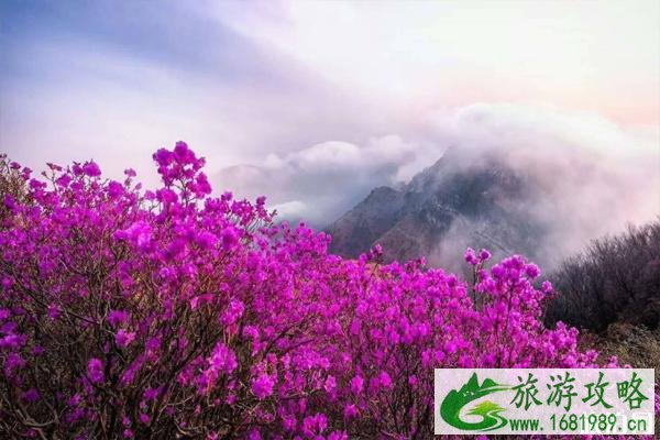 大黑山杜鹃花海街月份 2020辽宁大黑山杜鹃花观赏预约指南