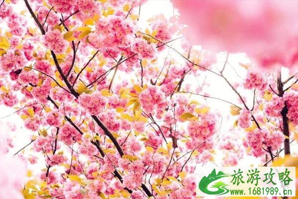 2020春节深圳观澜湖樱花节时间+门票+交通