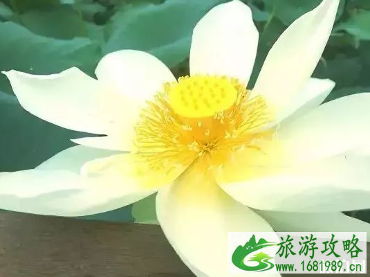 2022厦门哪里有荷花看