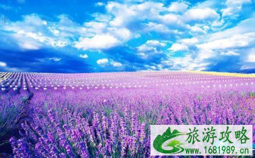 南京薰衣草庄园什么时候开花 南京薰衣草庄园怎么去