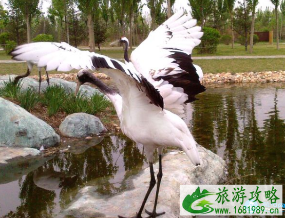 沈阳鸟岛门票多少钱 沈阳鸟岛灯会要门票吗