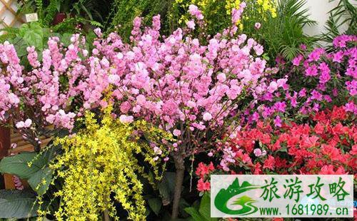 2022长沙植物园花展门票价格+时间+地点（交通攻略）