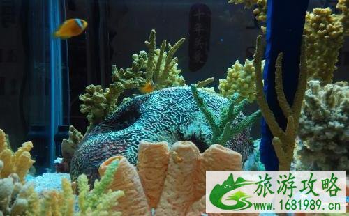 上海海洋水族馆和长风海洋世界哪个好玩