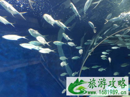 上海海洋水族馆和长风海洋世界哪个好玩