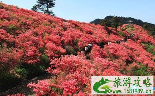 2022贵州毕节百里杜鹃花节攻略花期+交通+地点+门票