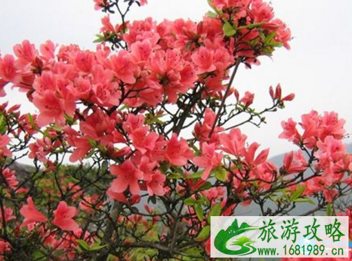 2022贵州毕节百里杜鹃花节攻略花期+交通+地点+门票