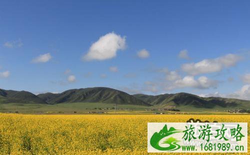 2022兴化千岛油菜花节时间+门票+交通