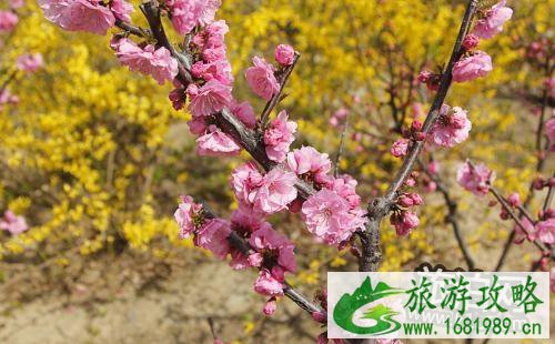 2022林芝桃花节什么时候 2022西藏林芝桃花节时间+景点+穿衣