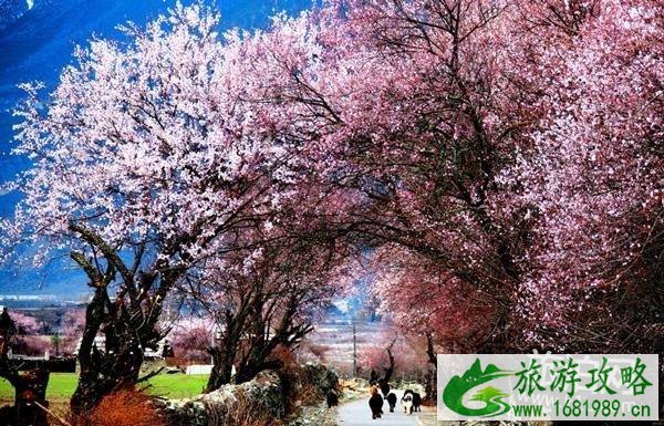 2022林芝桃花节什么时候 2022西藏林芝桃花节时间+景点+穿衣