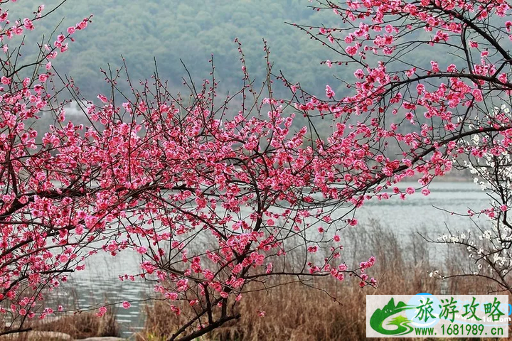 杭州春天赏花地点有哪些 2022杭州赏花攻略