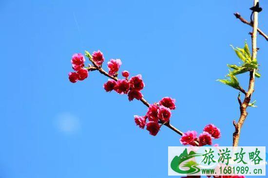 南宁春天赏花地点有哪些 2022南宁赏花地址+门票