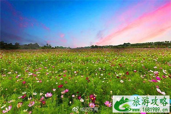 东莞赏花的景点有哪些 2022东莞春天赏花攻略花期+地点