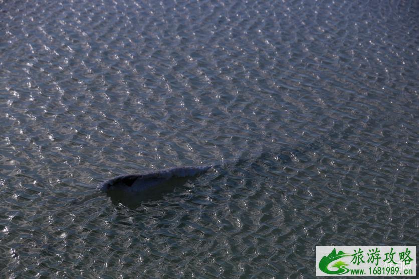 青海茶卡盐湖在哪个市 青海茶卡盐湖什么时候去合适