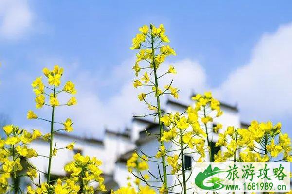 2022苏州免费看油菜花地方