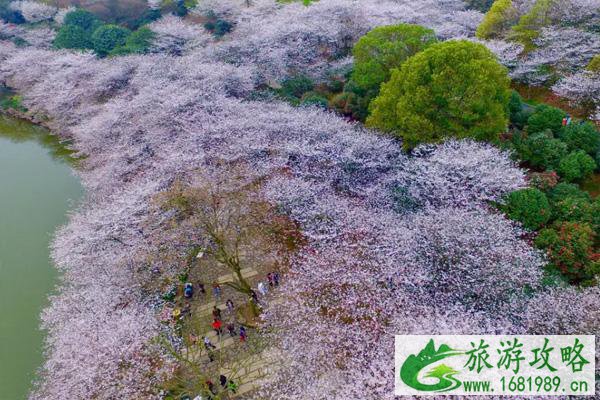 长沙樱花哪里好看 2022长沙樱花什么时候开花