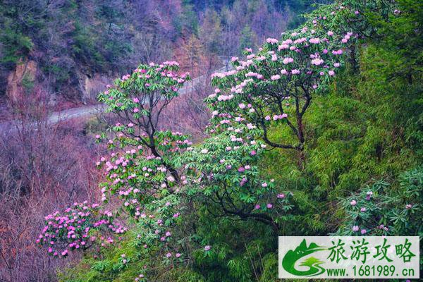 西安周边赏杜鹃花那里好 最佳观赏地推荐