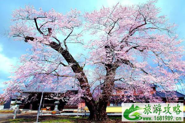 2022北京樱花几月开 北京樱花在哪看