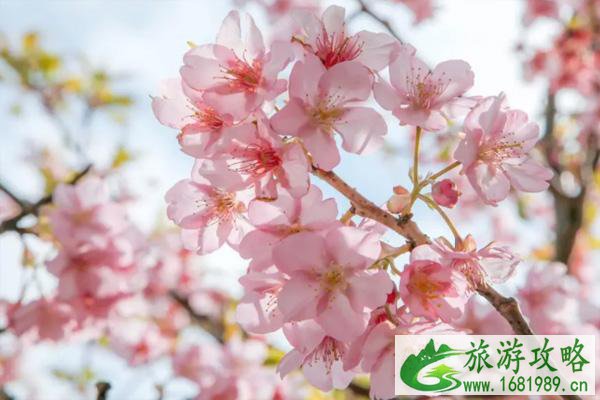 2022厦门3月赏花好去处 厦门3月赏花指南