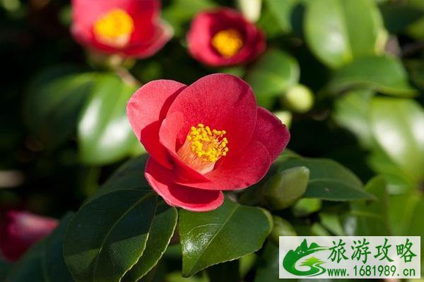 2022厦门山茶花什么时候开花 赏花攻略