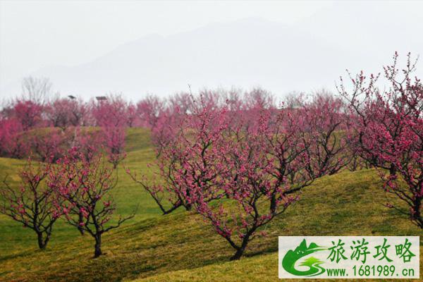 西安看梅花有哪些地方 西安赏梅花去哪里