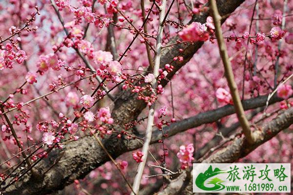 西安看梅花有哪些地方 西安赏梅花去哪里