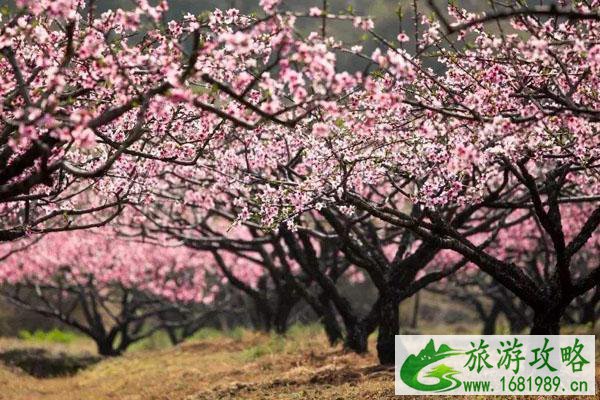 温州春季赏花去哪里 赏花好去处推荐