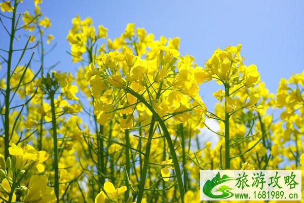 2022苏州看油菜花最好的地方推荐