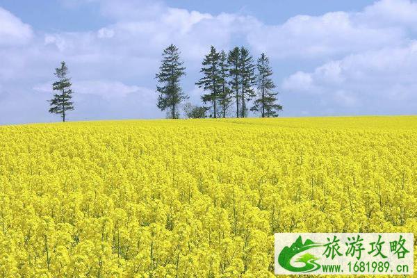 2022广州哪里有油菜花可以看 广州油菜花观赏地推荐