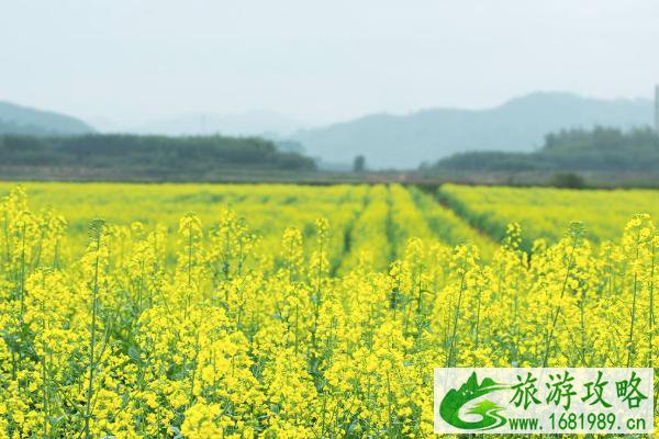 2022广州哪里有油菜花可以看 广州油菜花观赏地推荐