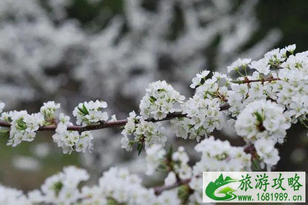 成都周边看梨花的最佳地方