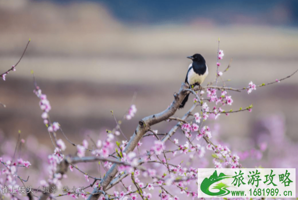 信阳春季周边赏花旅游好去处