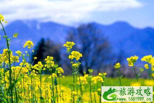 岳阳赏樱好去处 岳阳油菜花景点推荐2022