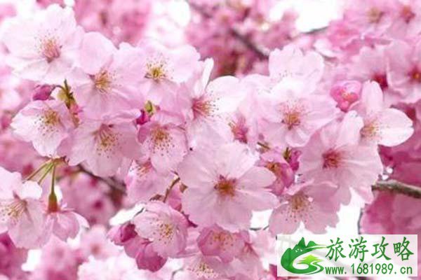 岳阳赏樱好去处 岳阳油菜花景点推荐2022