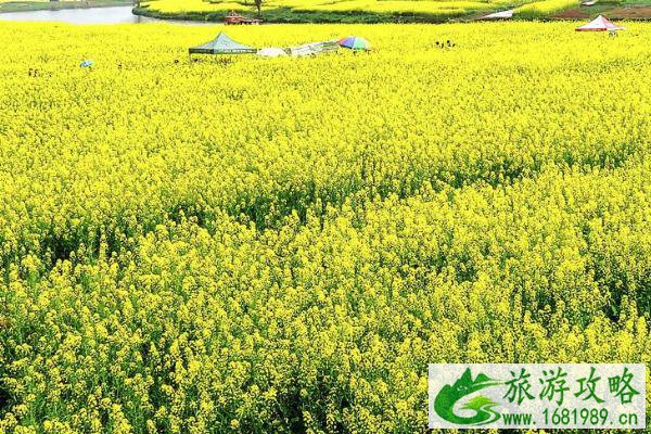 2022重庆崇龛镇油菜花最佳观赏时间 附油菜花拍照技巧