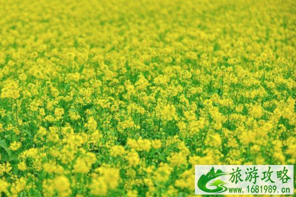 2022湖南油菜花哪里最好 湖南油菜花赏花路线推荐