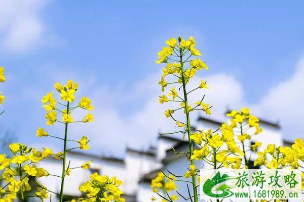 江西油菜花婺源赏花时间2022 附路线推荐