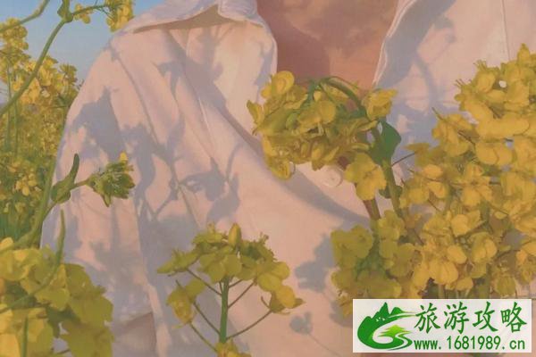 江西油菜花婺源赏花时间2022 附路线推荐