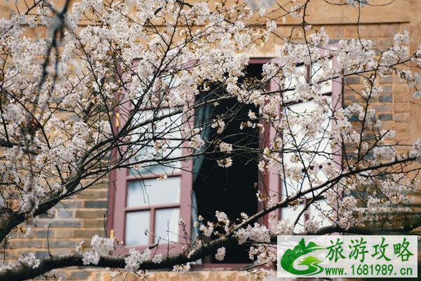 国内赏樱花的最好地方 最有名的樱花景点