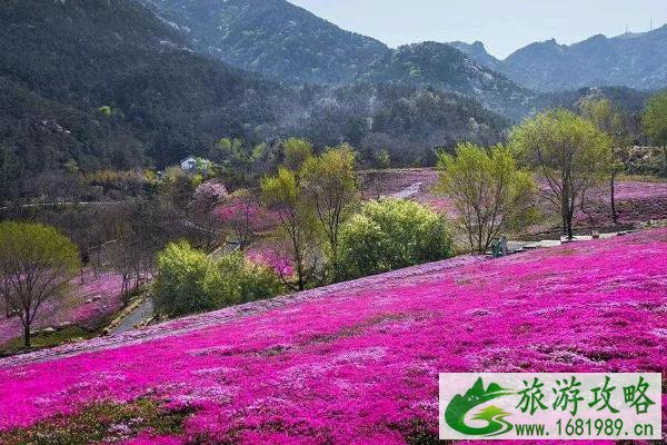 2022昆嵛山芝樱花什么时间开?昆嵛山芝樱花海在哪?