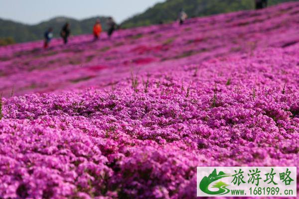 2022昆嵛山芝樱花什么时间开?昆嵛山芝樱花海在哪?