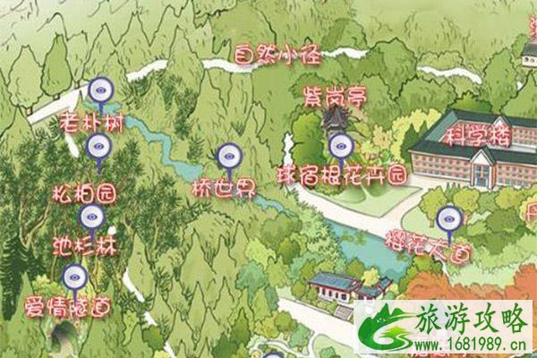 南京中山植物园樱花开放时间 南京中山植物园樱花在南园还是北园