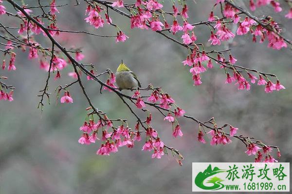 南宁樱花开了吗 南宁樱花园在哪里