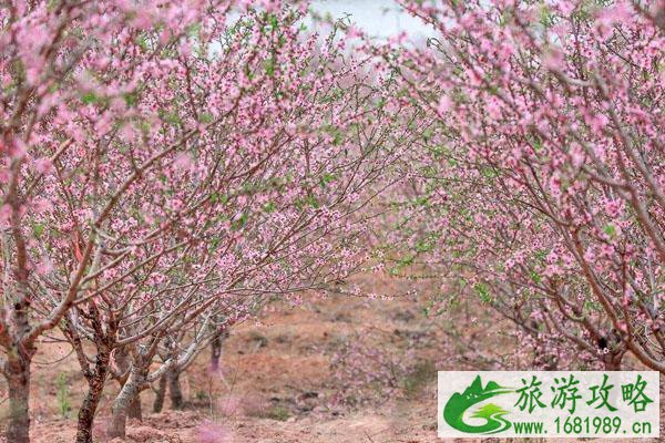 2022年2月广州哪里可赏花 广州赏花好去处