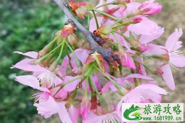 2022成都漫花庄园樱花几月开 樱花花期