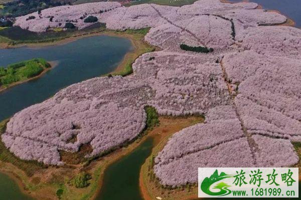 安顺樱花风景区在哪里 安顺樱花什么时候开2022