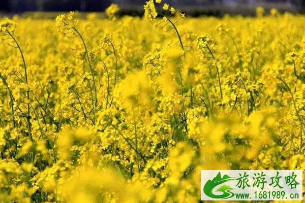 2022重庆周边油菜花景点推荐 附最佳观赏时间