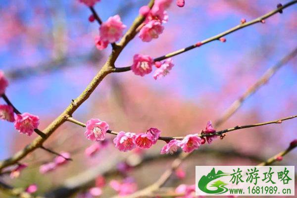 2022广州春季赏花好去处 广州春季赏花的地方