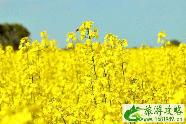 2022福州春季去哪里赏花 福州赏花攻略