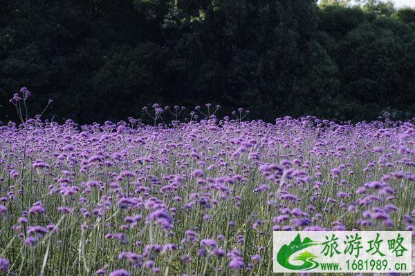 无锡漂流雪浪山薰衣草什么时候开